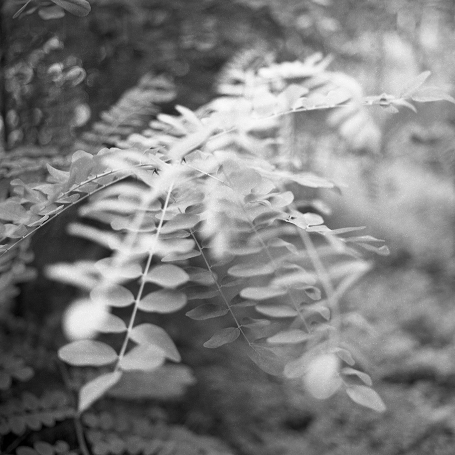 feuille, arbre, acacia, Hasselblad, moyen format, 6x6, noir et blanc, photo, photographie, nature, rêverie, profondeur de champ