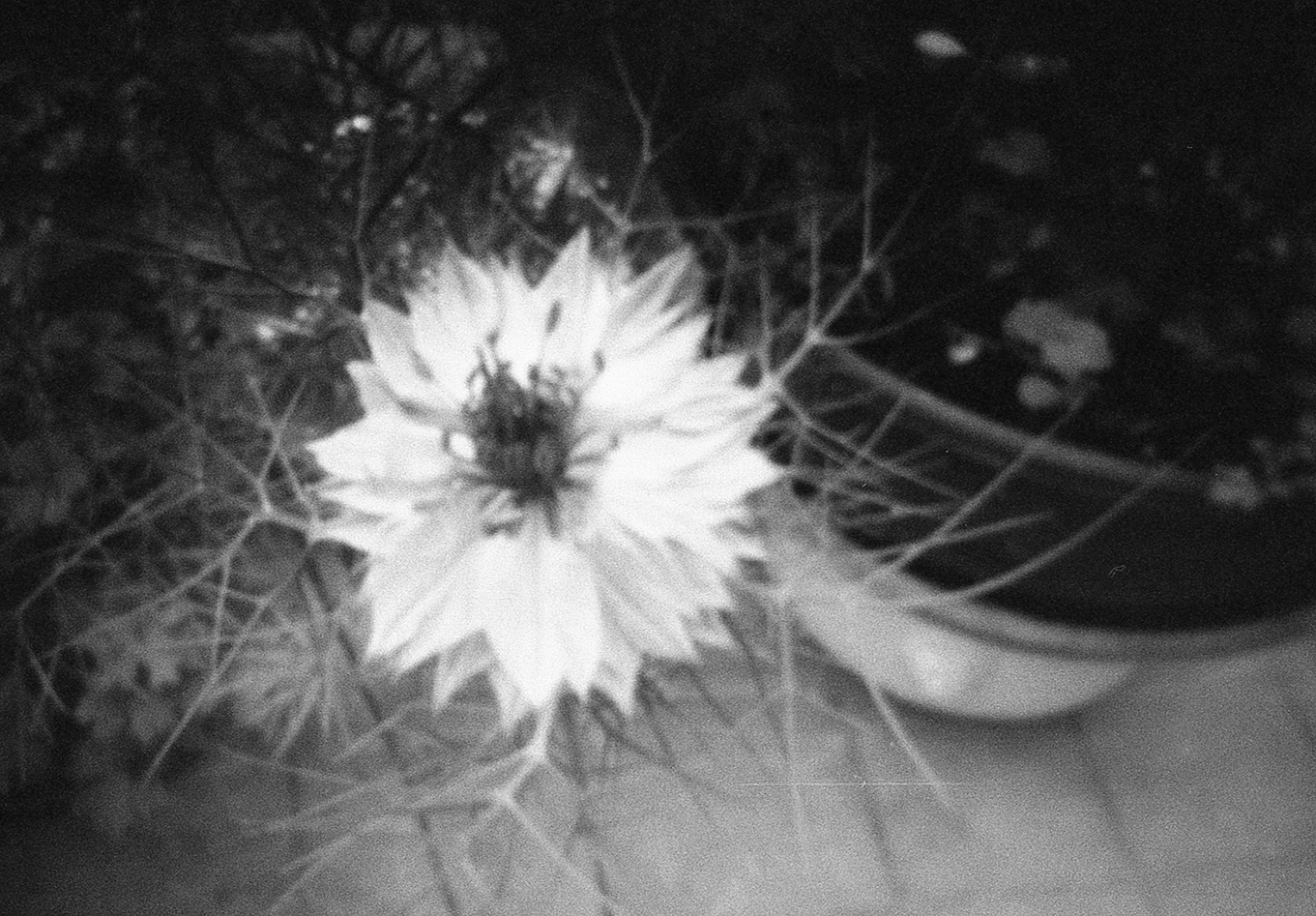 fleur, cheveux de Vénus, vegetal, nature, calice, noir et blanc