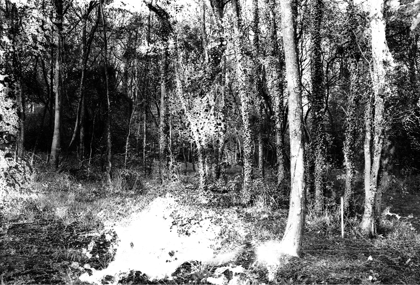 nature, vegetal, mixed media, acid, onfilm, film, ilford, negatif, black and white, photo, art